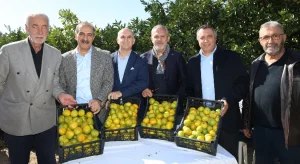 Satsuma mandalinada ihracat sezonu başladı
